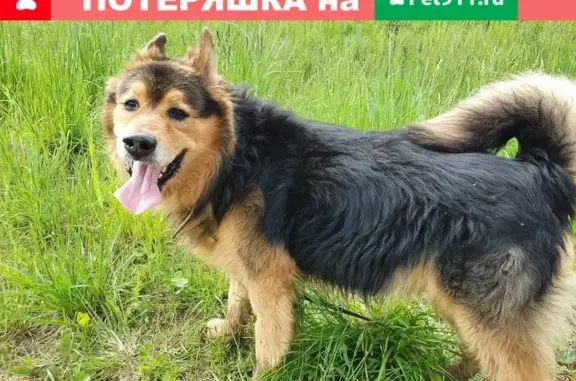 Найдена собака в Одинцово, ищем имя и возраст