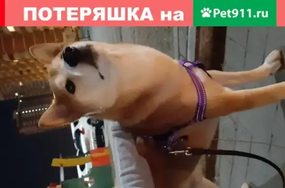 Собака найдена в Краснодаре возле x-fit