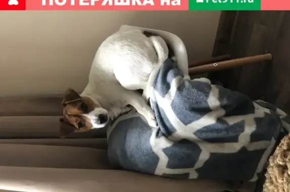 Пропала собака Хлоя, Волжский, СНТ Заканалье