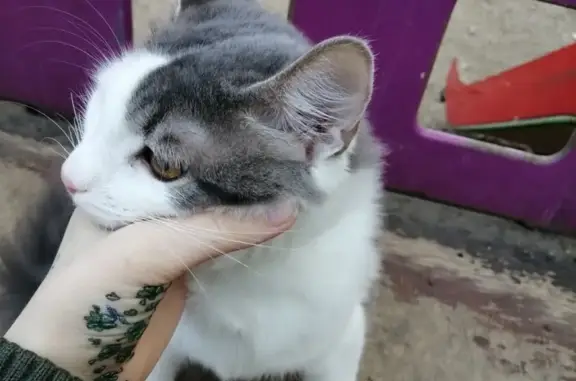Пропала бело-серая кошка на улице Красных Партизан, 107