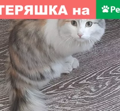Найдена кошка на ул. Громова