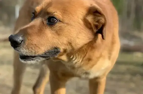 Пропала собака БИМ в деревне Новожёлтиково