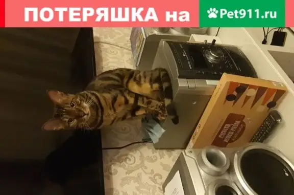Пропала кошка в Малаховке, черно-коричневый кот.