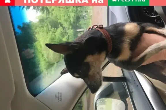 Найдена собака в Тимашево, Уфа
