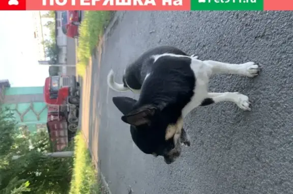 Собака на перекрестке Курчатова, Троллейбусной и Российской (Ростов-на-Дону)
