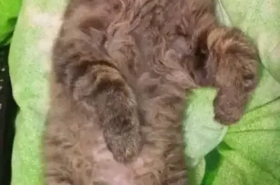 Кошки потеряшки, Ачинск, фото: Потеряшка кошка в Ачинске, 9 мкрн, 7 дом, вознаграждение 10 тыс.