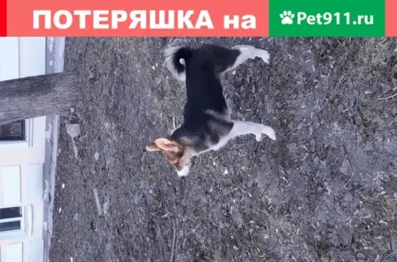 Собаки потеряшки, Екатеринбург, фото: Потеряшка собака в микрорайоне ЖБИ, Екатеринбург