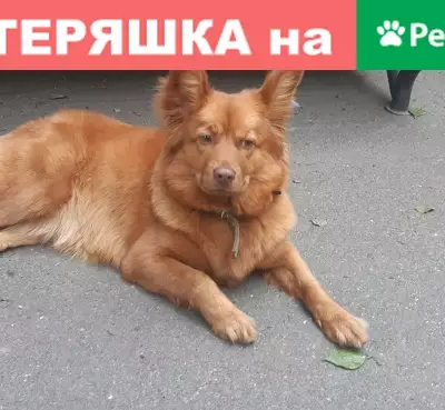 Найдена собака на Синопской набережной, ищет хозяина.