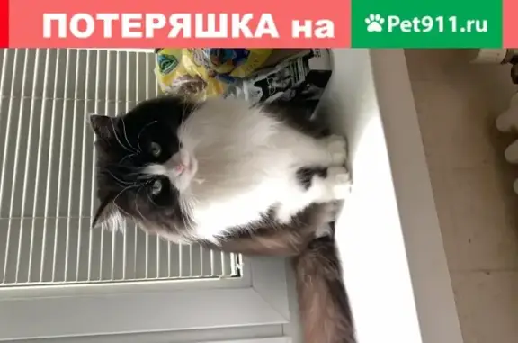 Пропала черно-белая кошка в Москве, 1 этаж.