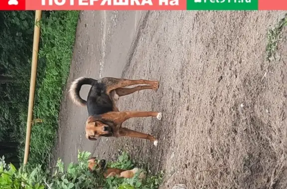 Найден пес с ошейником в Ростове, СТ РСМ-Товарищ.