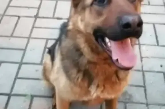 Собака найдена в Щелково, Центральная 96.