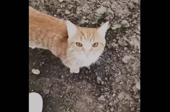 Кошки потеряшки, Нижний Тагил, фото: Потеряшка кот Мася, ул. Чайковского, Нижний Тагил