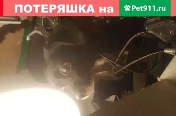Найдена собака на улице Сибирякова 50