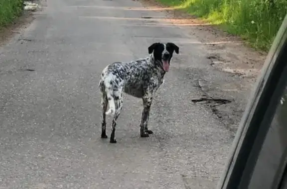 Найден пёс в деревне Копнино, Раменский район