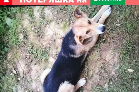 Собаки потеряшки, Кременское, фото: Потеряшка собака с белыми лапами и маской на морде, вознаграждение возможно.