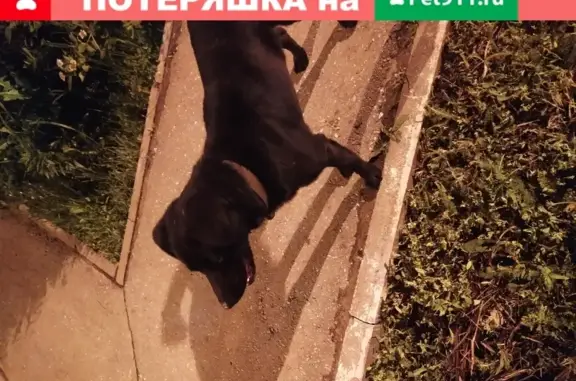 Найден грустный пёс на улице Зубковой 18к11