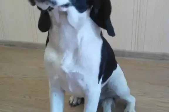 Собаки потеряшки, Новокузнецк, фото: Потеряшка собака в Новокузнецке