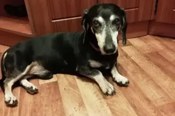 Собаки потеряшки, Новокузнецк, фото: Потеряшка кобель таксы возле технологического моста в Новокузнецком районе