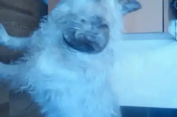 Собаки потеряшки, Екатеринбург, фото: Потеряшка белая собака на Опалихинской ул. 19, Екатеринбург