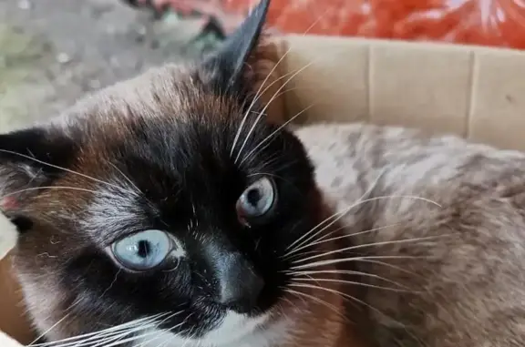 Найдена кошка на Косинской улице, ищет дом или хозяев