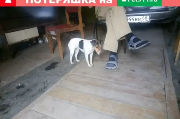 Найдена собака Джек-Рассел в Тамбове на Астраханской улице.