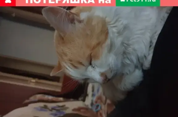 Пропал рыже-белый кот Кузя в Лен. обл. 06.06.20.