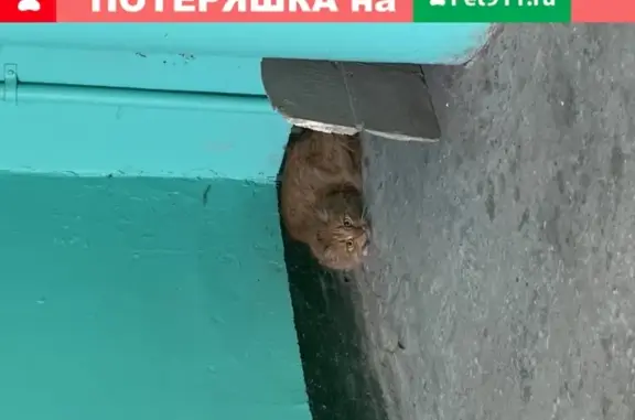 Найдена рыжая кошка на ул. Акимова 2