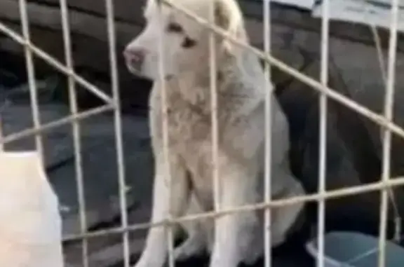 Пропала собака на улице Крестьянской в Димитровграде