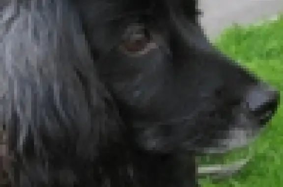 Найдена мелкая чёрная собачка у Нахимовского училища