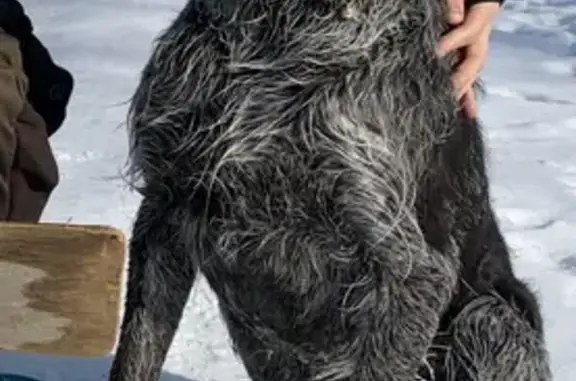 Пропала собака в деревне Прокшино, Московская область