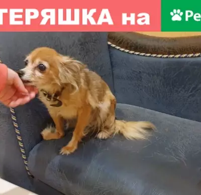 Собака Русского той терьера найдена в Москве, адрес: Самаркандский Бульвар 137А.