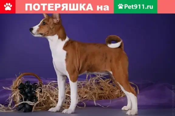 Пропала собака Айра в районе ЖД вокзала Казань