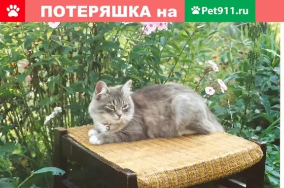 Пропала кошка в Люберцах, Октябрьский проспект, д 295/1