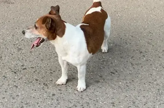 Найдена собака Джек-Рассел в селе Уборы