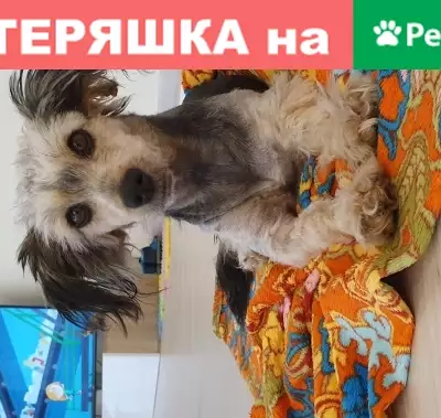 Найдена собака на ул. 9 Апреля в Калининграде