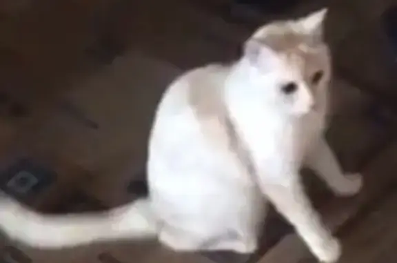 Пропала уличная кошка на Зерноградской, 1 год, бело-бежевая