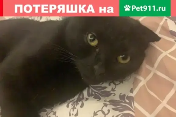 Пропала кошка Шотландец в Волоколамске, ул. Горького, 24