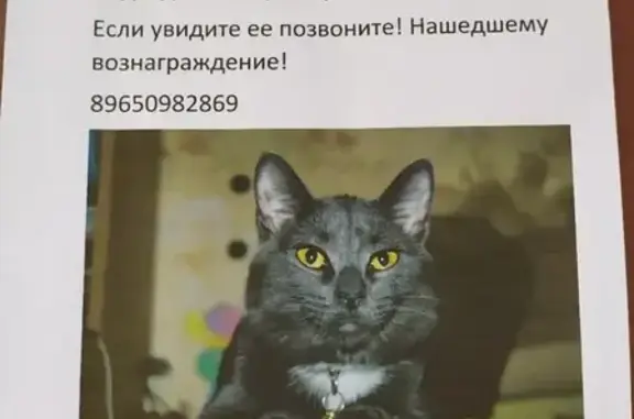 Кошки потеряшки, Санкт-Петербург, фото: Потеряшка кошка Варя на Товарищеском проспекте