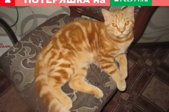 Кошки потеряшки, Вологда, фото: Потеряшка кошка в Вологде, район Чехова-Яшина