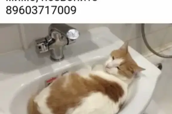 Пропала кошка Кот в Ульяновске