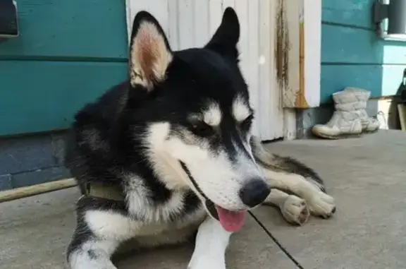 Найдена собака в Владимирской области