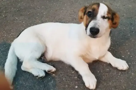 Найден щенок без одного глаза на мусорке в Чехове
