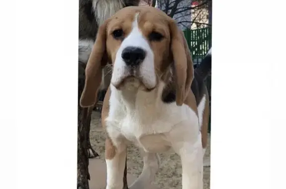 Пропала собака на Мариупольской улице