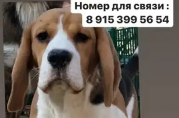 Пропала собака на Мариупольской в Москве