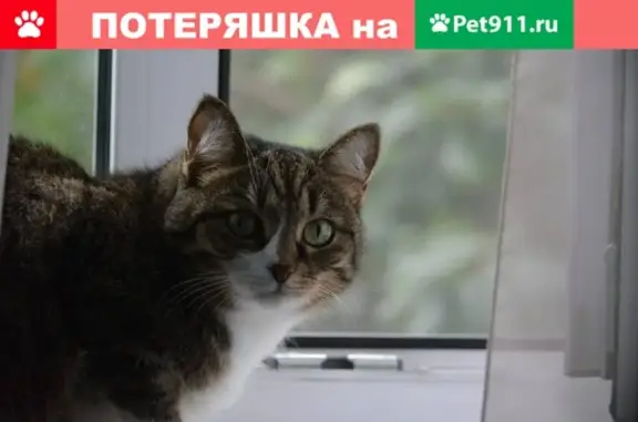 Кошки потеряшки, Бийск, фото: Потеряшка кошка в садоводстве 