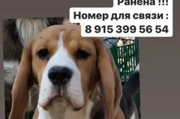 Пропала собака породы бигль на Мариупольской улице, есть адресник и маячок.