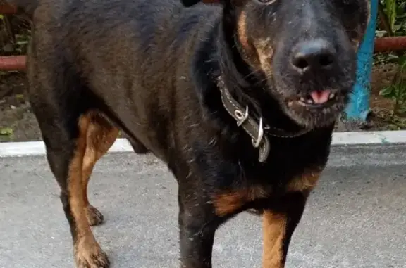 Найдена собака на ул. Богдана Хмельницкого, 75 в Брянске.