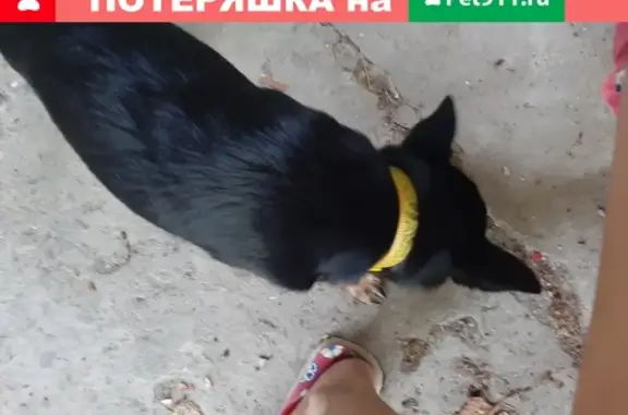 Пропала собака в Сочи, найден с жёлтым ошейником.
