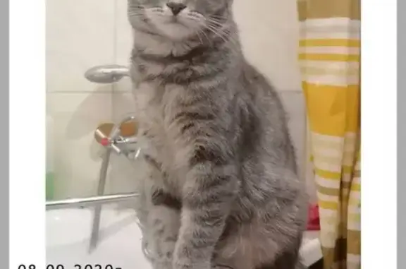 Потерянные животные Сочи, фото: Пропала серо-белая кошка на Виноградной 206, Сочи