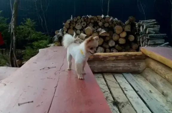 Собаки потеряшки, Яново, фото: Собака пропала в Янове, Смоленская обл.